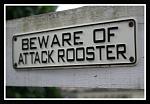 Click image for larger version

Name:	Beware_of_Attack_Roosters_by_xSpiffyX.jpg
Views:	288
Size:	66.3 KB
ID:	16454