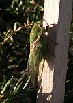 Click image for larger version

Name:	Cicada, Vermont South.jpg
Views:	230
Size:	48.2 KB
ID:	165144