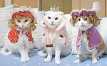 Click image for larger version

Name:	dress-cat-14_2.jpg
Views:	271
Size:	25.7 KB
ID:	160258