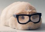 Click image for larger version

Name:	1409050714426_wps_32_Booboo_the_guinea_pig_as_.jpg
Views:	286
Size:	58.3 KB
ID:	127309