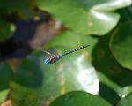 Click image for larger version

Name:	dragonfly.JPG
Views:	146
Size:	99.1 KB
ID:	165619