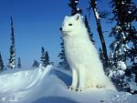 Click image for larger version

Name:	arctic-fox.jpg
Views:	609
Size:	50.2 KB
ID:	110247