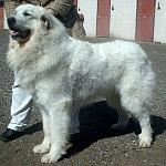 Click image for larger version

Name:	Great Pyrenees.jpg
Views:	297
Size:	94.7 KB
ID:	95159