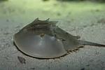 Click image for larger version

Name:	horseshoe crab.jpg
Views:	288
Size:	4.7 KB
ID:	110254