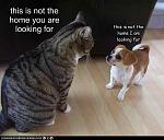 Click image for larger version

Name:	big cat little dogn.jpg
Views:	221
Size:	24.9 KB
ID:	92760