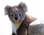 Click image for larger version

Name:	Koala, Balnarring.jpg
Views:	165
Size:	49.3 KB
ID:	171461