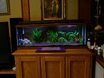 Click image for larger version

Name:	Aquarium complete.JPG
Views:	212
Size:	63.2 KB
ID:	166818