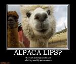 Click image for larger version

Name:	alpaca lips.jpg
Views:	273
Size:	64.2 KB
ID:	98002