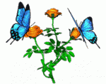 Click image for larger version

Name:	butterfly.gif
Views:	263
Size:	48.1 KB
ID:	40035