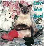 Click image for larger version

Name:	cat with cast.jpg
Views:	289
Size:	36.9 KB
ID:	21868