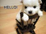Click image for larger version

Name:	hellopuppy.jpg
Views:	222
Size:	22.3 KB
ID:	46250