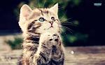Click image for larger version

Name:	Praying Kitten1.jpg
Views:	285
Size:	8.5 KB
ID:	164581