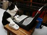 Click image for larger version

Name:	cat typing.jpg
Views:	303
Size:	81.6 KB
ID:	93958