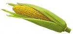 Click image for larger version

Name:	Corn.jpg
Views:	140
Size:	5.3 KB
ID:	156470