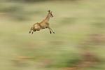 Click image for larger version

Name:	klipspringer-leaping.jpg
Views:	244
Size:	45.8 KB
ID:	110459