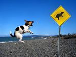 Click image for larger version

Name:	funny-dog-sign.jpg
Views:	211
Size:	78.7 KB
ID:	100701