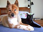 Click image for larger version

Name:	dog_and_cat.jpg
Views:	136
Size:	289.4 KB
ID:	113738