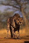 Click image for larger version

Name:	cheetah_stalking-7845.jpg
Views:	292
Size:	45.6 KB
ID:	110278