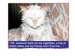 Click image for larger version

Name:	prozac cat.jpg
Views:	461
Size:	45.8 KB
ID:	30253