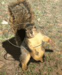 Click image for larger version

Name:	th_bhulasquirrel.gif
Views:	307
Size:	89.1 KB
ID:	39983