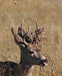 Click image for larger version

Name:	Deer-Brush-Head-9222CS.jpg
Views:	194
Size:	69.3 KB
ID:	74494