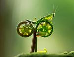 Click image for larger version

Name:	cn_praying_mantis_bike_wy_ss_120412_ssh.jpg
Views:	182
Size:	19.0 KB
ID:	85228