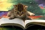 Click image for larger version

Name:	CatReading 3.jpg
Views:	239
Size:	43.6 KB
ID:	30168