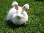 Click image for larger version

Name:	angora.jpg
Views:	186
Size:	38.2 KB
ID:	23952