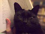 Click image for larger version

Name:	bookcat.jpg
Views:	507
Size:	40.8 KB
ID:	24304