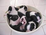 Click image for larger version

Name:	bucket-of-puppies.jpg
Views:	3325
Size:	18.0 KB
ID:	81768