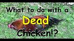 Click image for larger version

Name:	dead_chicken.jpg
Views:	58
Size:	212.0 KB
ID:	183849