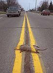 Click image for larger version

Name:	road_kill.jpg
Views:	218
Size:	22.0 KB
ID:	31121