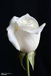Click image for larger version

Name:	white rose.jpg
Views:	495
Size:	18.6 KB
ID:	37805